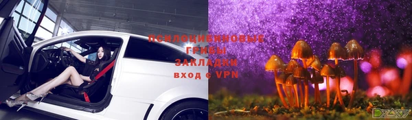 дмт Богданович